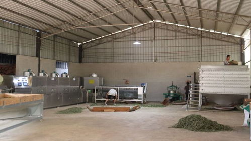 普義鄉(xiāng)干塘村茶葉加工設(shè)備升級，助力茶產(chǎn)業(yè)提質(zhì)增效