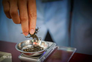 廣東茶行業(yè)技能大賽開賽，制茶匠人一展傳統(tǒng)技藝