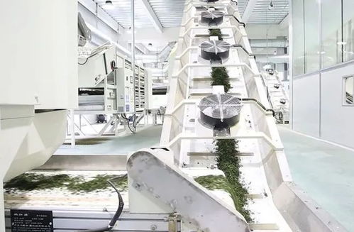 貴州省茶葉機(jī)械與茶葉加工的發(fā)展與前景