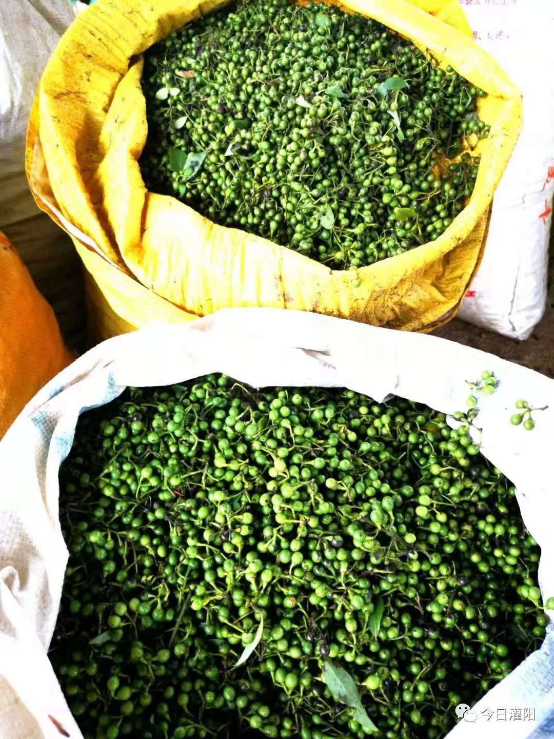 小小山蒼子成了脫貧“金果果” 茶葉加工助力鄉(xiāng)村振興