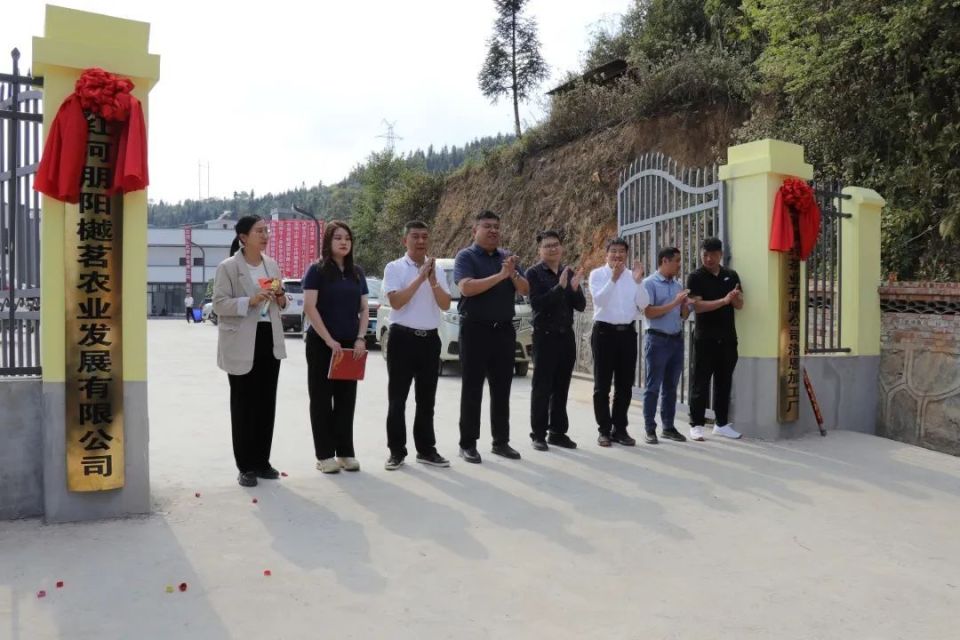 標準化引領新篇章 洛恩鄉(xiāng)茶葉加工廠正式投產助力茶產業(yè)升級