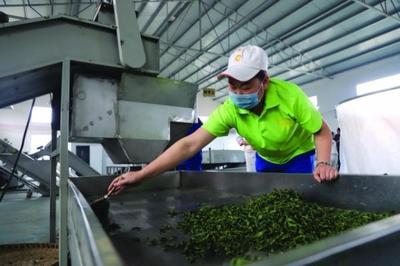 修文縣六屯鎮(zhèn) 以茶帶旅、以旅興茶、茶旅富民，譜寫鄉(xiāng)村振興新篇章