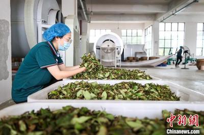 匠心精制，茶韻悠長——探訪貴州仁懷烏龍茶加工盛況