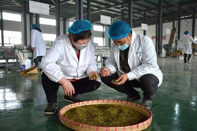 興仁 春茶飄香季，茶園開采忙