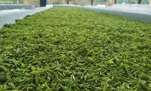 曲江茶谷白葉茶加工廠正式投入運(yùn)營，開啟茶葉加工新篇章