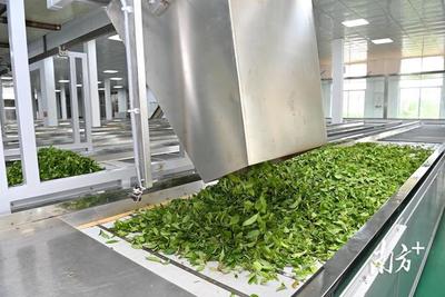 春滿紅土，茶香飄溢——湛江農(nóng)墾三千畝春茶喜迎開采與加工