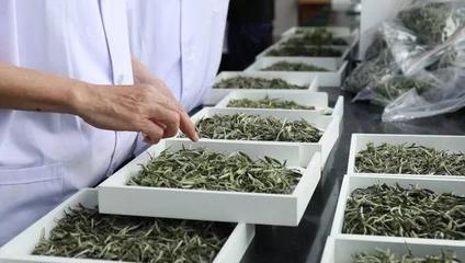 八馬茶業與瀾滄古茶的上市沖刺 茶葉加工行業面臨的重重挑戰